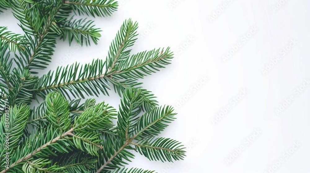 Canvas Prints Norfolk Island Pine on White Christmas Background