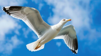 Fototapeta premium Seagull in flight against blue sky blank space
