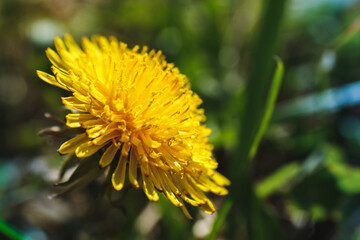 yellow flower common dandelion on the meadow close-up of green leaves developed