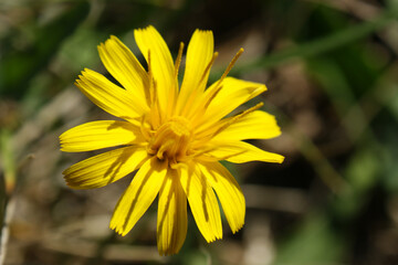 hypochaeris radicata yellow flower on the meadow close-up of green leaves developed