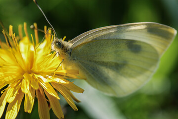 pieris brassicae butterfly insect colorful wings on yellow sow-thistle flower