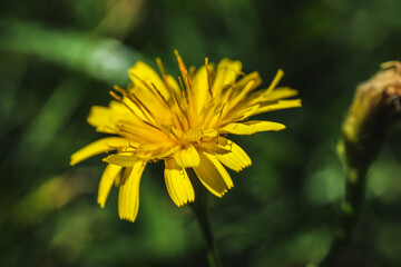 hypochaeris radicata yellow flower on the meadow close-up of green leaves developed