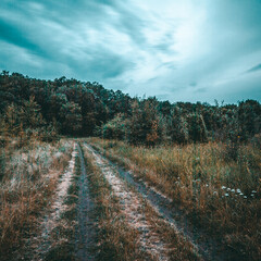 dirt road nea field with tall green grass and different flowers on it, leading to a dark green forest, against the backdrop of a blue sky with stormy gloomy clouds