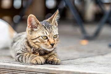 A cute cat wherever and whenever you see it.