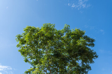 Green tree under blue sky with clouds on a sunny day in nature