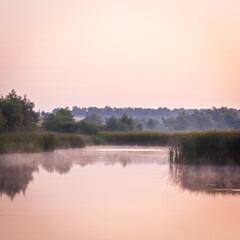 pink misty lake reflecting trees and other plants growing around the lake, with reeds during dawn, against a clear sky