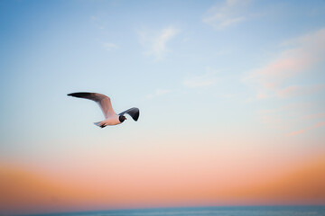 seagull in flight