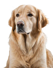 Cute dog sitting (transparent background) PNG with alpha channel. お座りしているかわいい犬(背景透過)アルファチャンネル付PNG