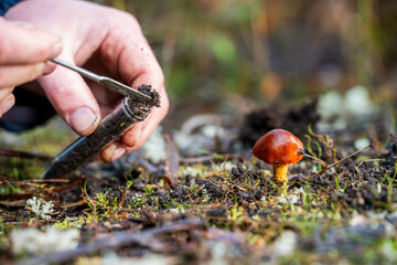 scientist taking a soil, fungi, plant, leaf sample in a test tube in the australian bush. forest research of climate change and sustain forestry © Phoebe