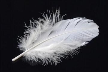Obraz premium White Feather. Single Swan Feather Isolated on Black Background with Light and Fluffy Appearance