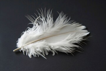 Obraz premium White Feather. Single Swan Feather Isolated on Black background