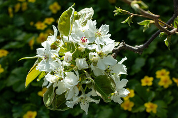 rhododendron bush white flowers blooming in spring in the city. focus on foreground