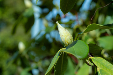 unopened flower bud of a rhododendron bush in spring. focus on foreground