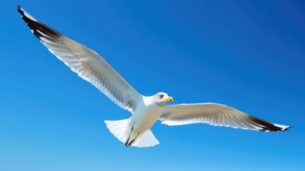 Obraz premium Seagull in flight against vivid blue sky