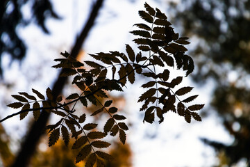 Rowan tree leaves silhouette over blurred background, close up