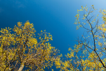 Fototapeta premium Ash trees with yellow leaves are under blue sky on a sunny day