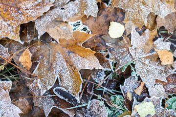 Fallen autumnal leaves covered with frost lay on the ground,