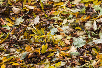 Fallen leaves lay on the ground in park. Natural autumn background