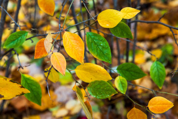 Obraz premium Autumn nature. Colorful leaves over blurred natural background,