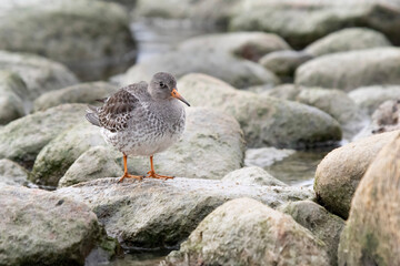 Purple sandpiper Calidris maritima on the rocky shore of Lake Ontario in Canada