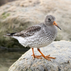 Purple sandpiper Calidris maritima perched on a seaweed covered rock along the shore of Lake Ontario in Canada