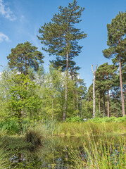 Obraz premium Trees and a water course.