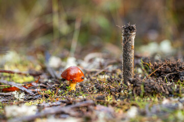 agronomist on a farm taking samples of bush soil and plants, looking at soil microorganisms health
