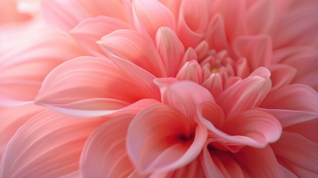 A detailed look at a pink flower with intricate petals and center