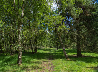 Silver birch trees and path.
