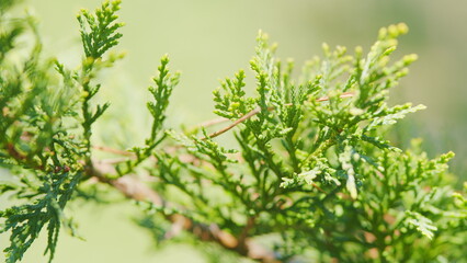 Obraz premium Thuja Leaf Swaying Wind. Popular Ornamental Plant. Evergreen Thuja Sways In The Wind. Rack focus.
