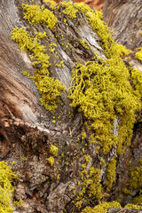 Thick tuffs of the bright yellow fruticose lichen, wolf lichen, Letharia vulpina, , growing on conifer wood in Yellowstone National Park. A poisonous lichen that grows on live or dead wood.