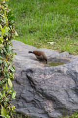 Japanese garden. Theme park in Buenos Aires. Japanese vaminerias.

