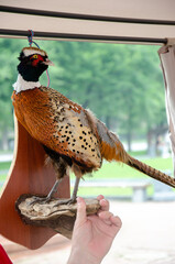 Stuffed birds for the interior for sale