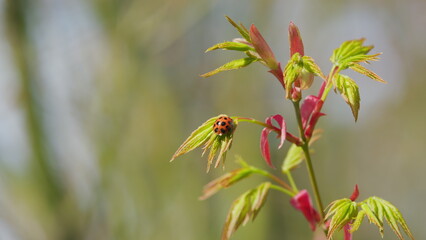 Ladybug Sitting On A Plant. Little Round Beetle - Red With Black Spots. Green Japanese Maple Shrub...