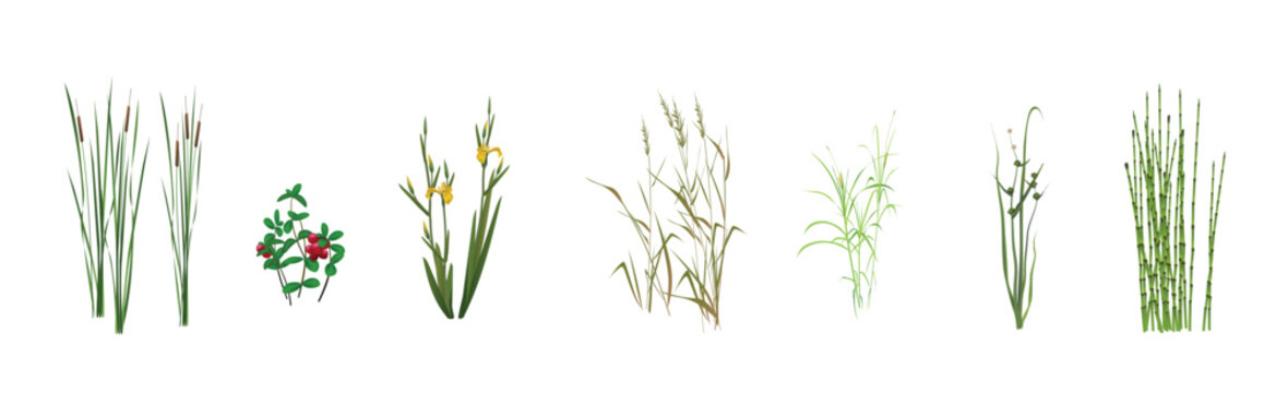 Cattail angustifolia, lingonberry, false calamus iris, cane (reeds), sedge palmifolia, Sparganium (Bur-reed), wintering horsetail - marsh plants realistic drawings set isolated on a white background.