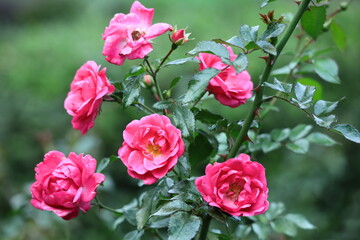 花の女王