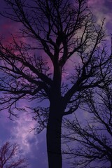 tree in night