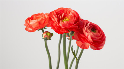 Ranunculus flower against plain background
