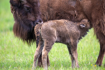 Fototapeta premium Wisent im Wildpark Schorfheide