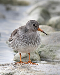 Purple sandpiper Calidris maritima perched on a rock along the shore of Lake Ontario in Canada