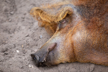 Wollschwein im Wildpark Schorfheide