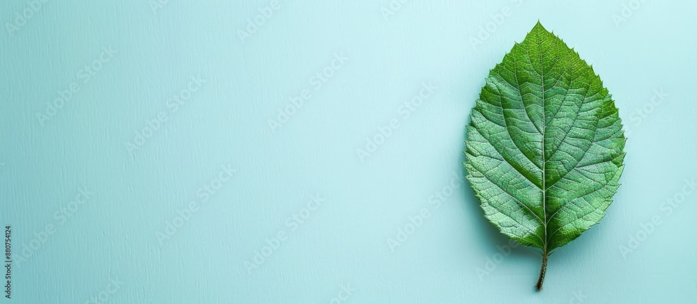 Leinwandbilder minimal concept featuring a creatively arranged green leaf on a soft pastel background with copy spa