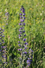 flowers in the garden