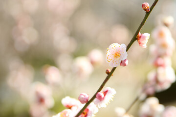 満開の梅の花
