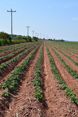 Obraz premium A potato field, Prince Edward Island, Canada