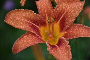 A daylily flower in the garden, Sainte-Apolline, Québec, Canada