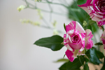 Obraz premium フラッシング