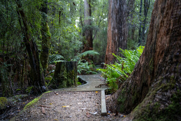toddler hiking in the forest in winter wearing a beanie, walking on a trail in the australian bush. child exploring in nature and studying the environment and learning while exploring