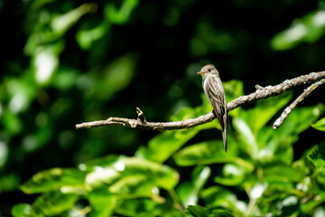 Easter Wood-Pewee on dead branch