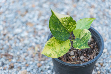 Variegated Aglaonema Sp. Khan-hmak setthi in the pot  